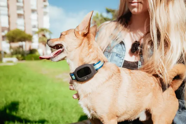 GPS para mascotas