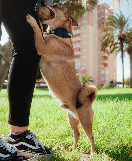 Mascota siempre localizada