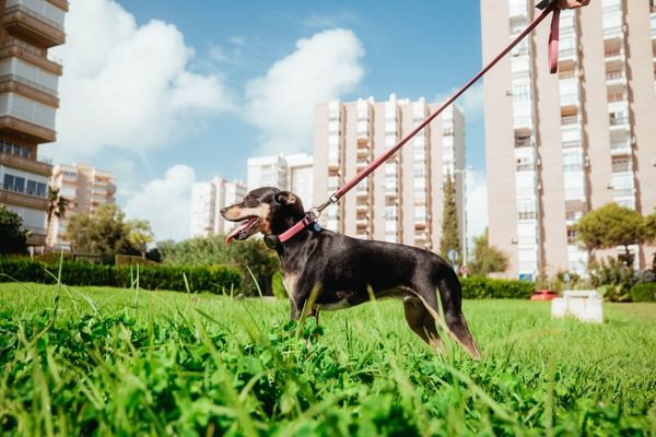GPS para perros