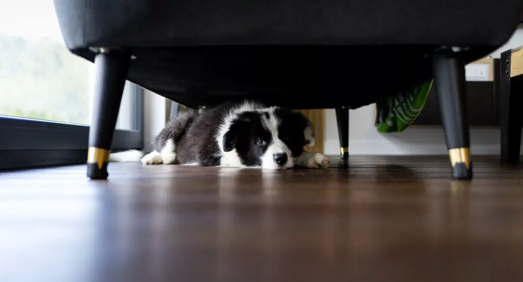 Perros asustados por fuegos artificiales