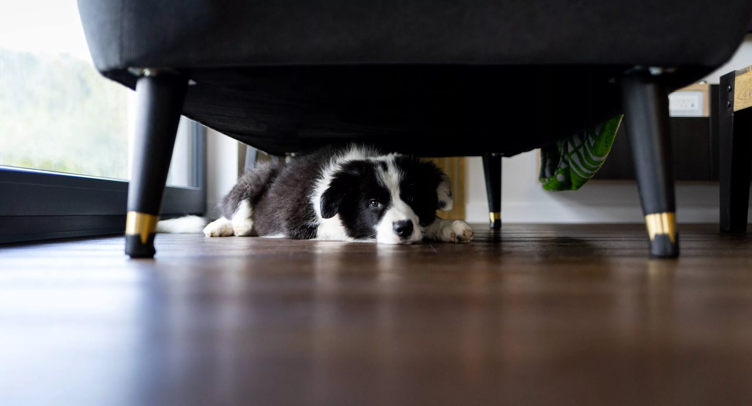 Perros asustados por fuegos artificiales