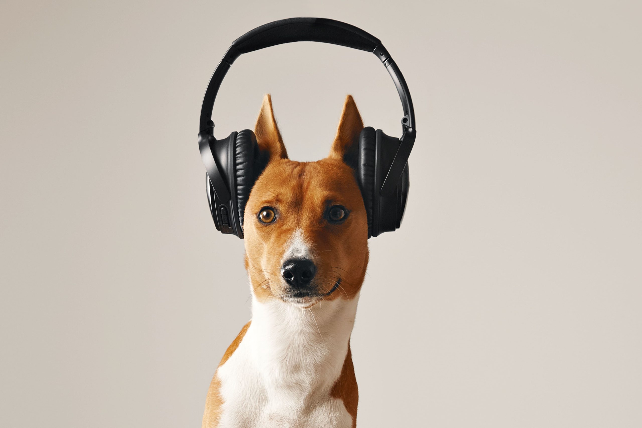 Perros asustados por fuegos artificiales