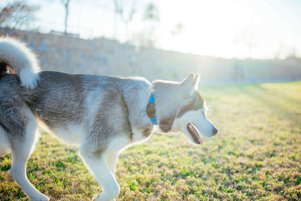 ¿Puede escaparse un perro?
