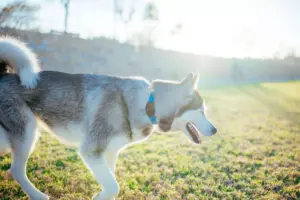 ¿Puede escaparse un perro?