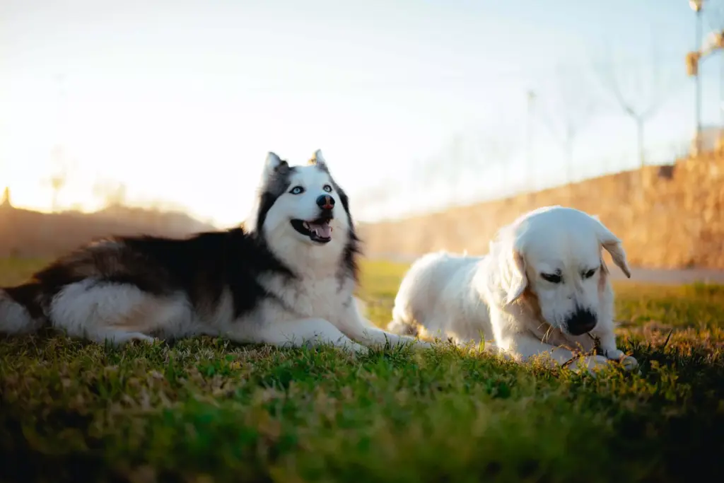 ¿Puede escaparse un perro?