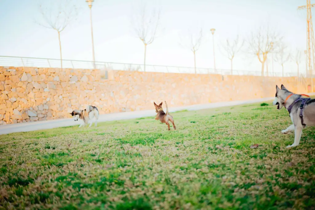 ¿Puede escaparse un perro?