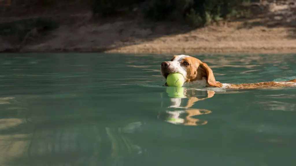 Excursiones con perros en primavera