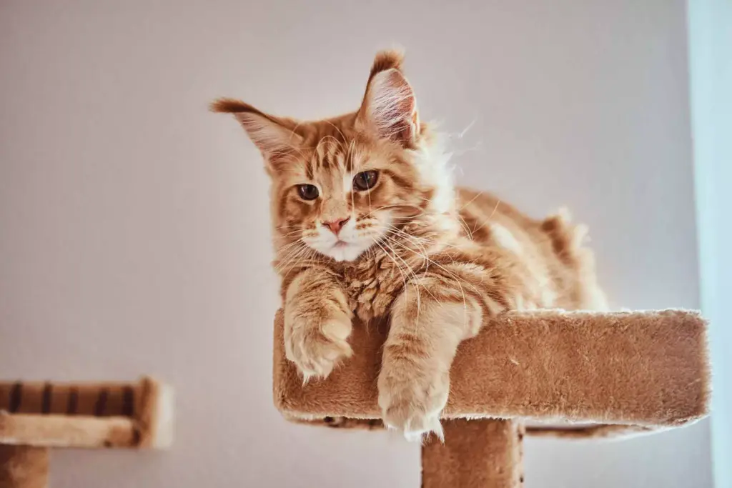 Mitos de los gatos