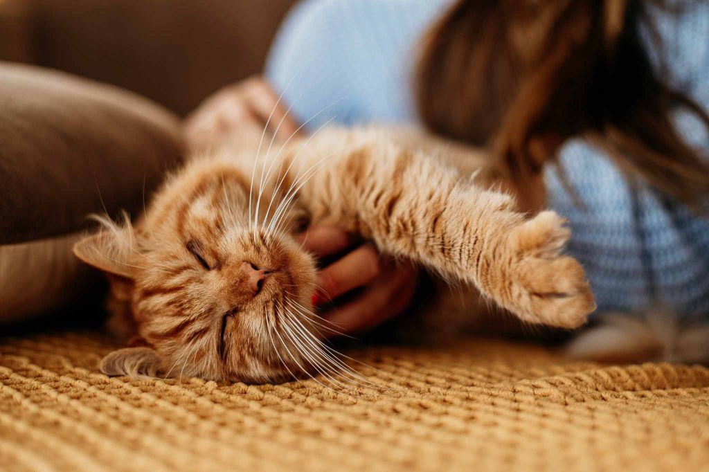 Mitos de los gatos
