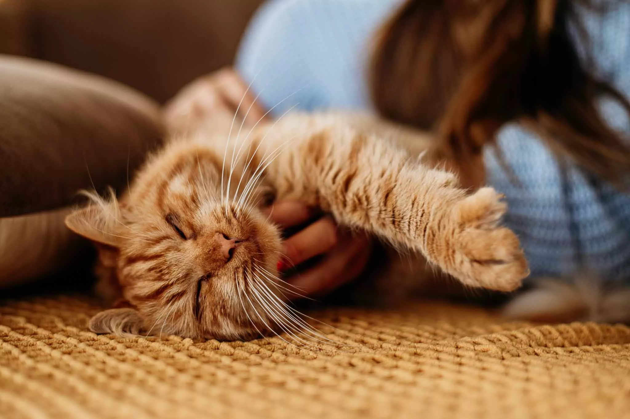 Mitos de los gatos