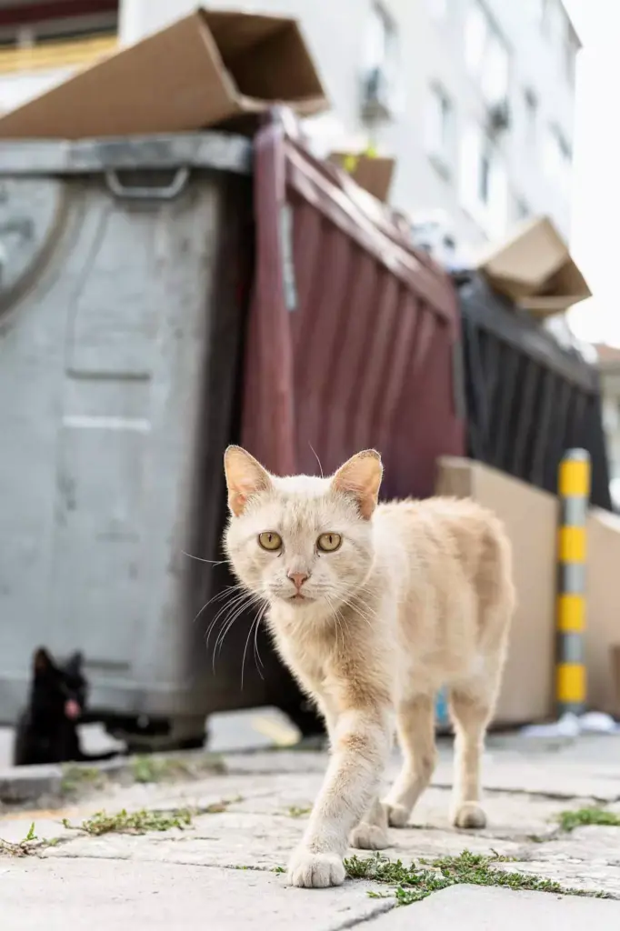 Mitos de los gatos