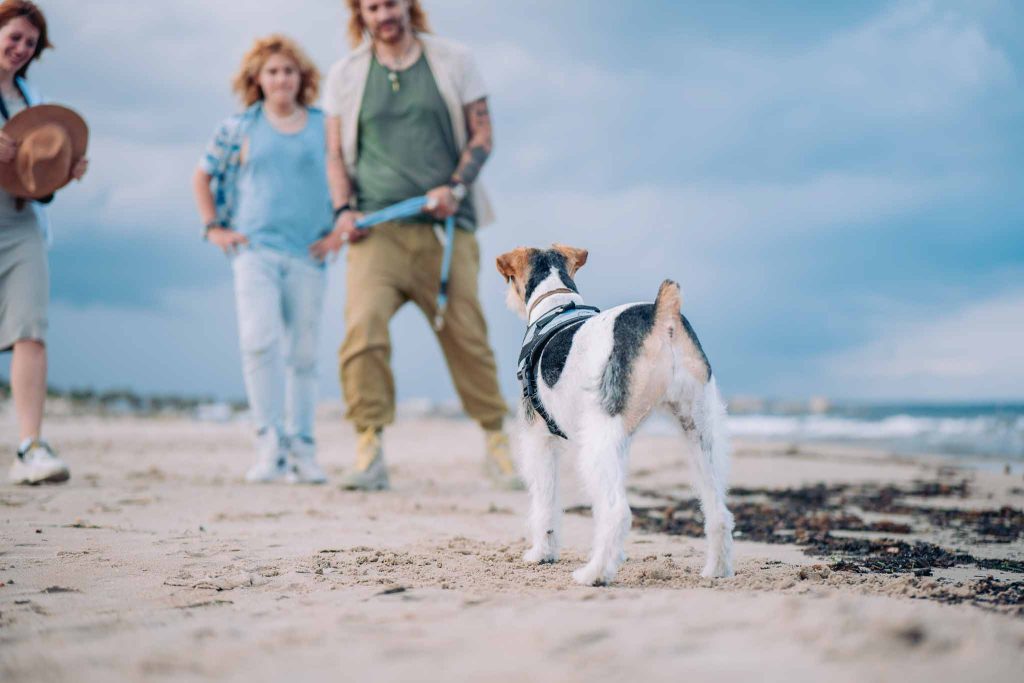 playas para perros