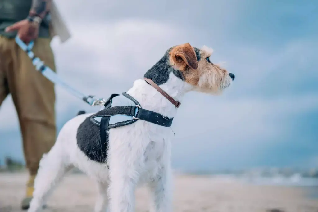 playas para perros