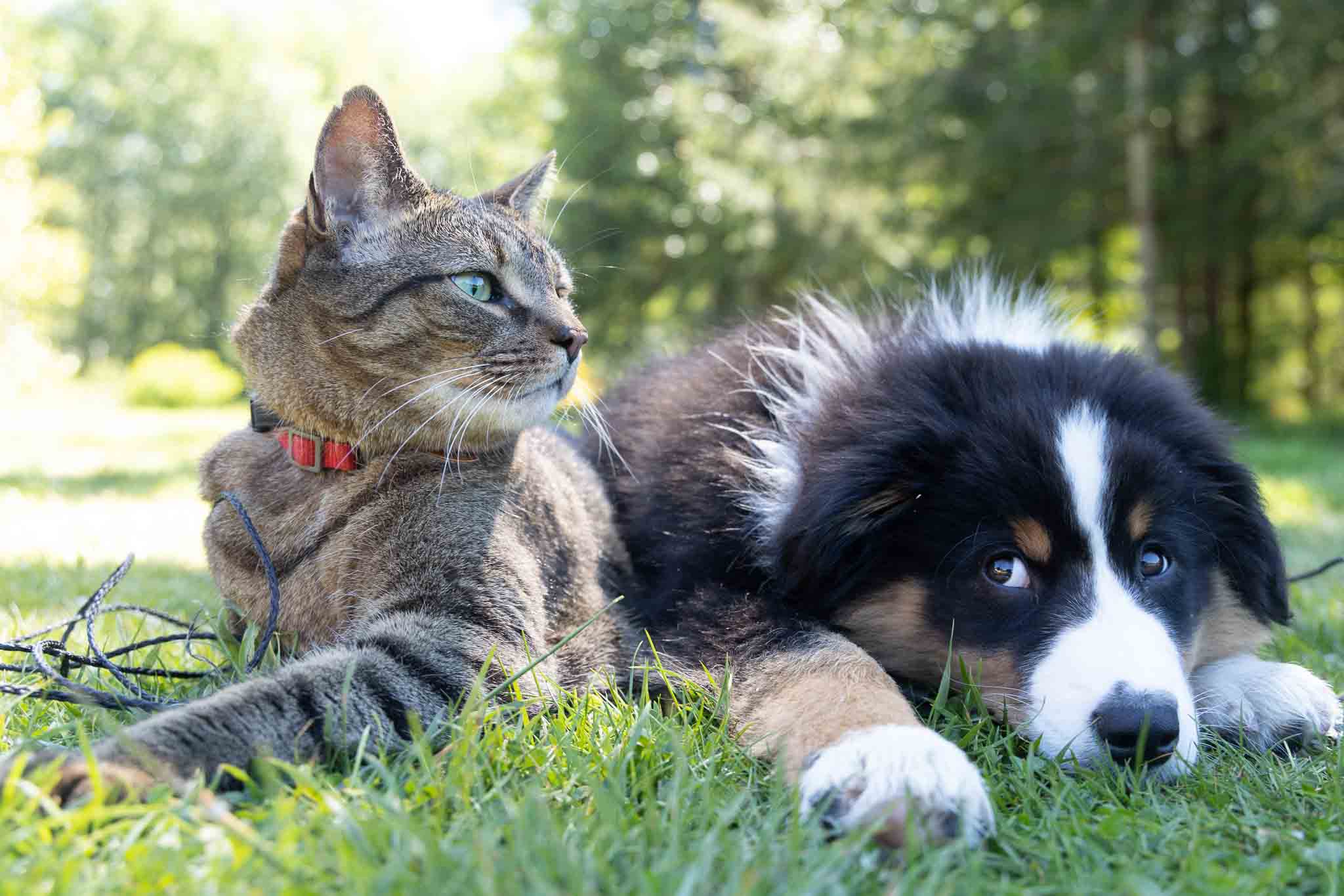 Ley de Bienestar Animal con mascotas