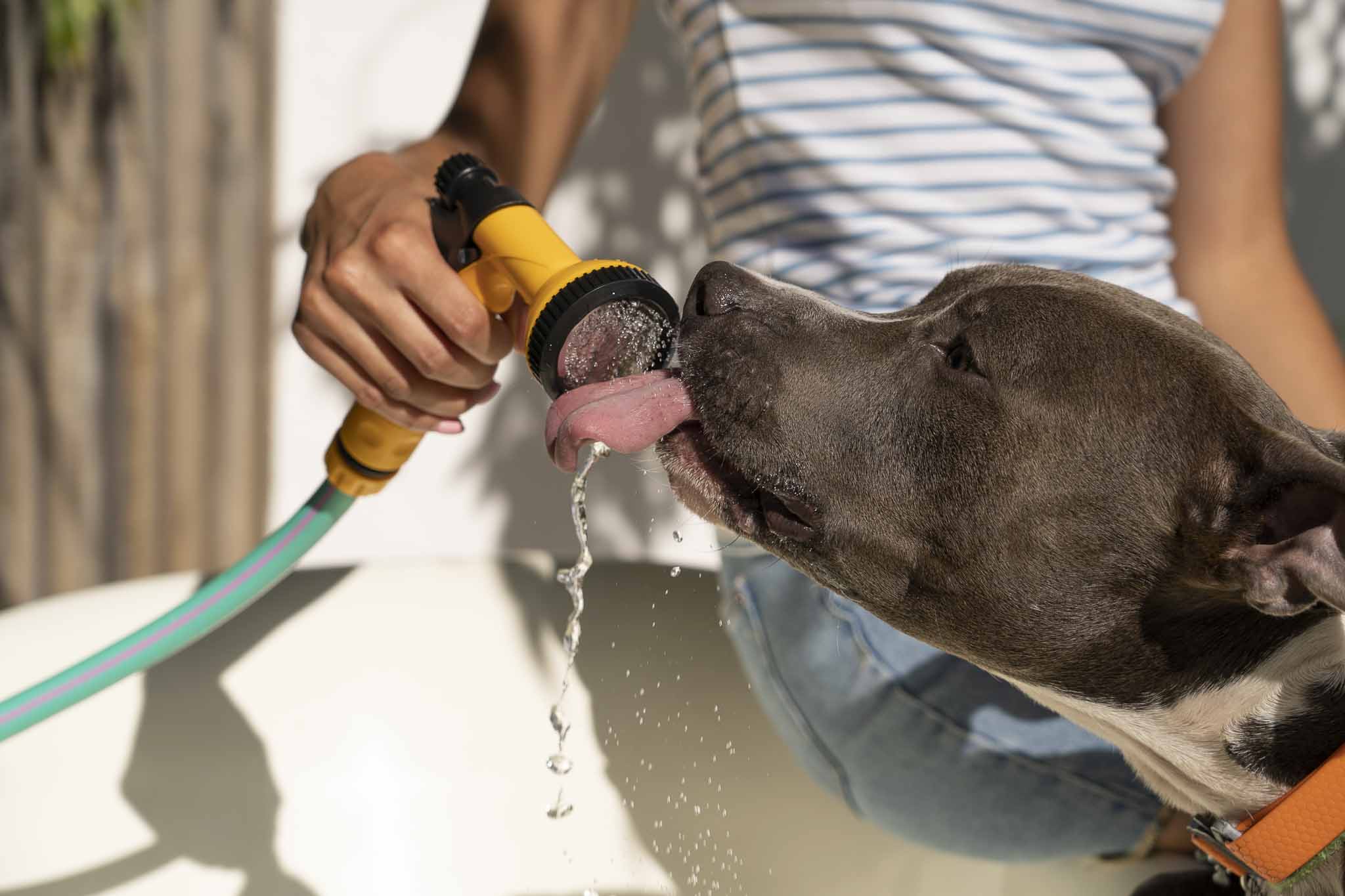 Golpe de calor en mascotas