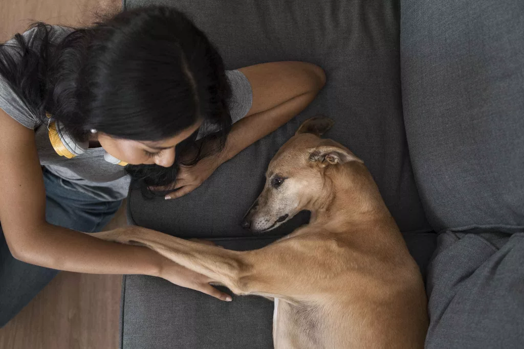 Preparar a tu perro para la vuelta de vacaciones
