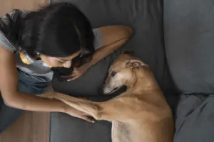 Preparar a tu perro para la vuelta de vacaciones