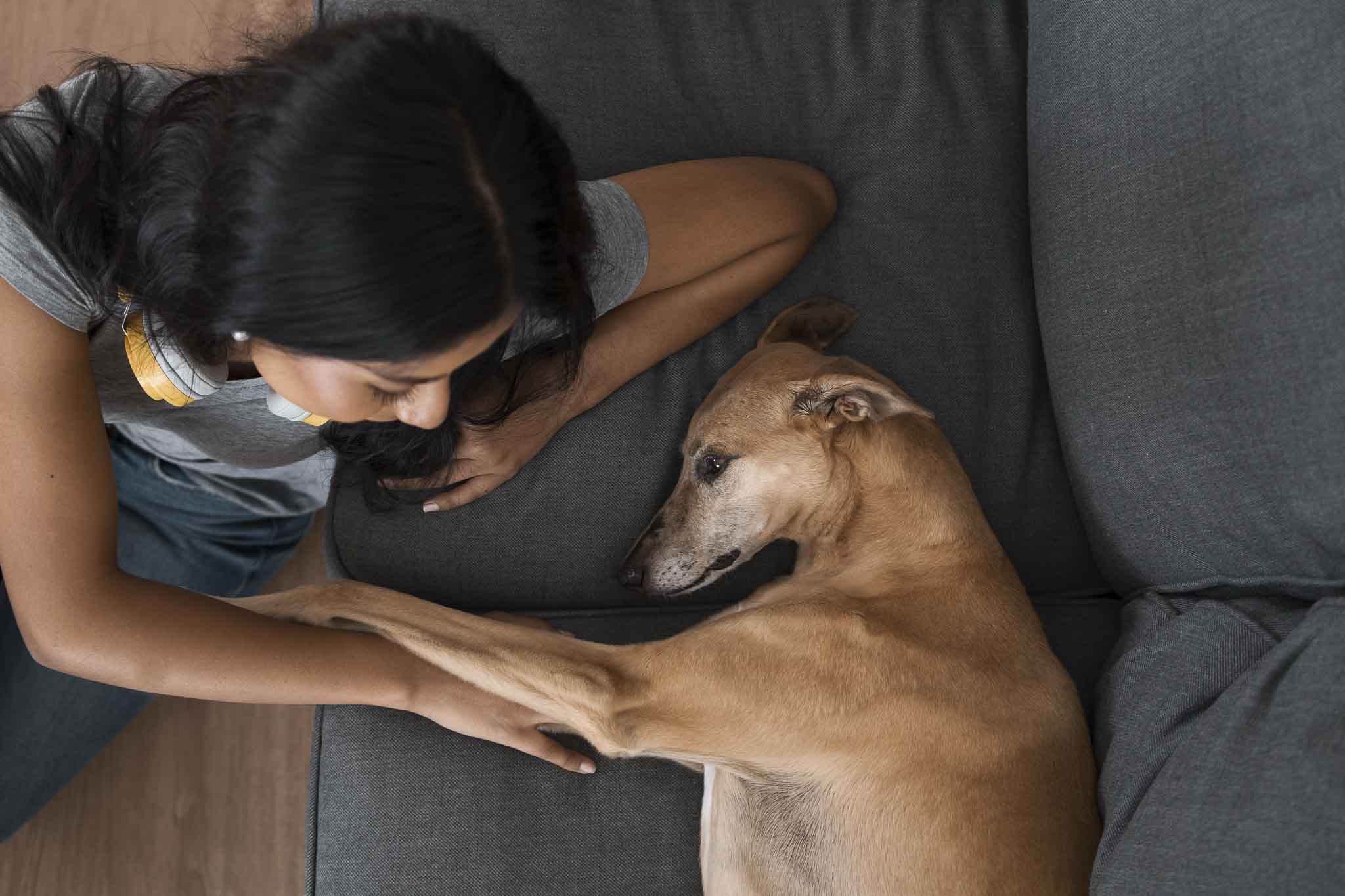 Preparar a tu perro para la vuelta de vacaciones