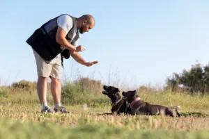 Mejor cuidador de perros