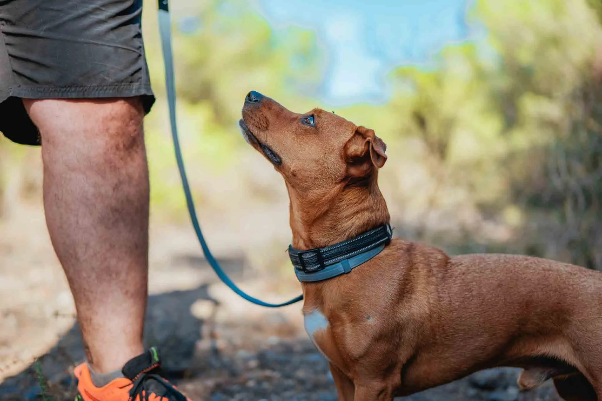 Localizadores para perros pequeños