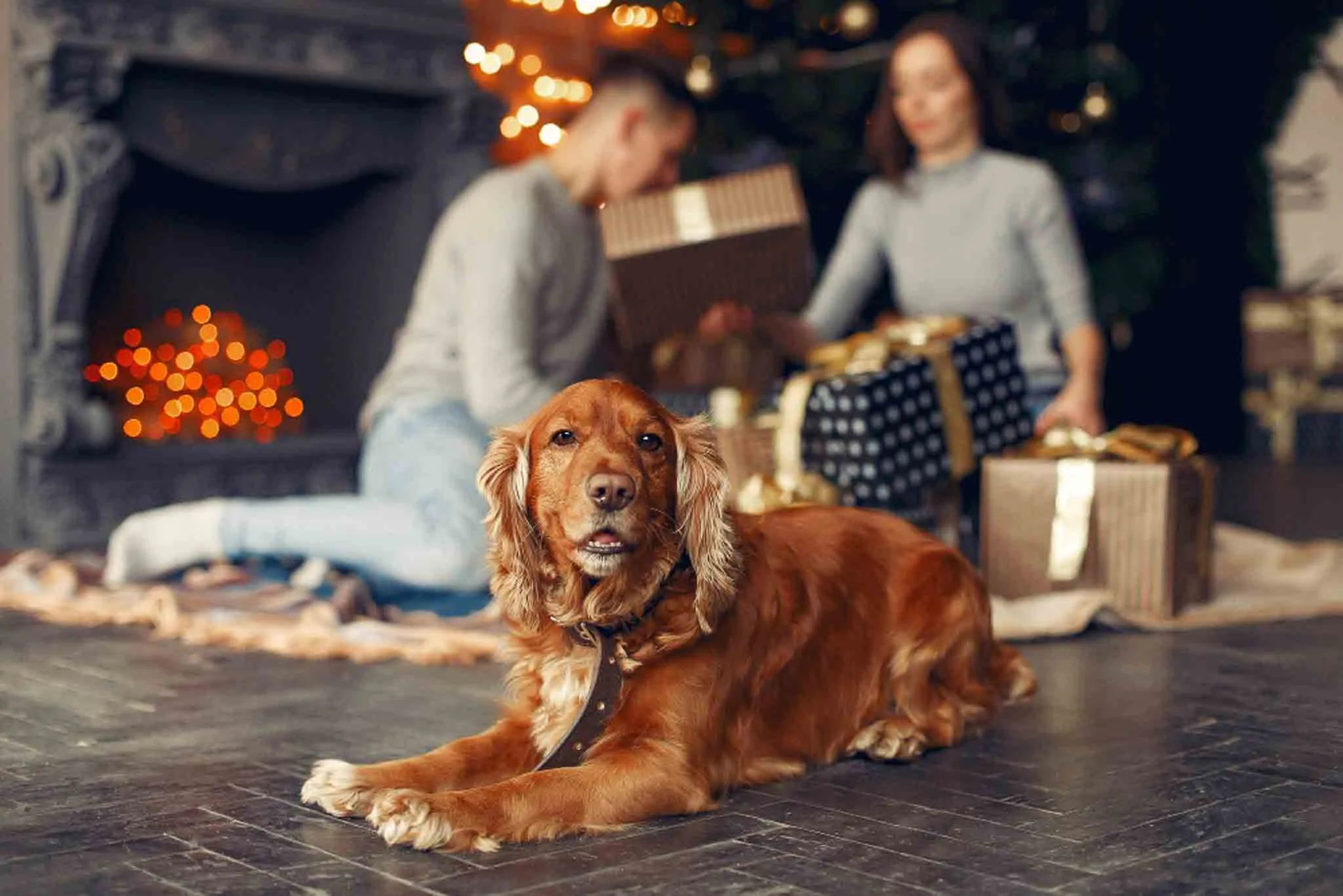 Perros y petardos navideños’