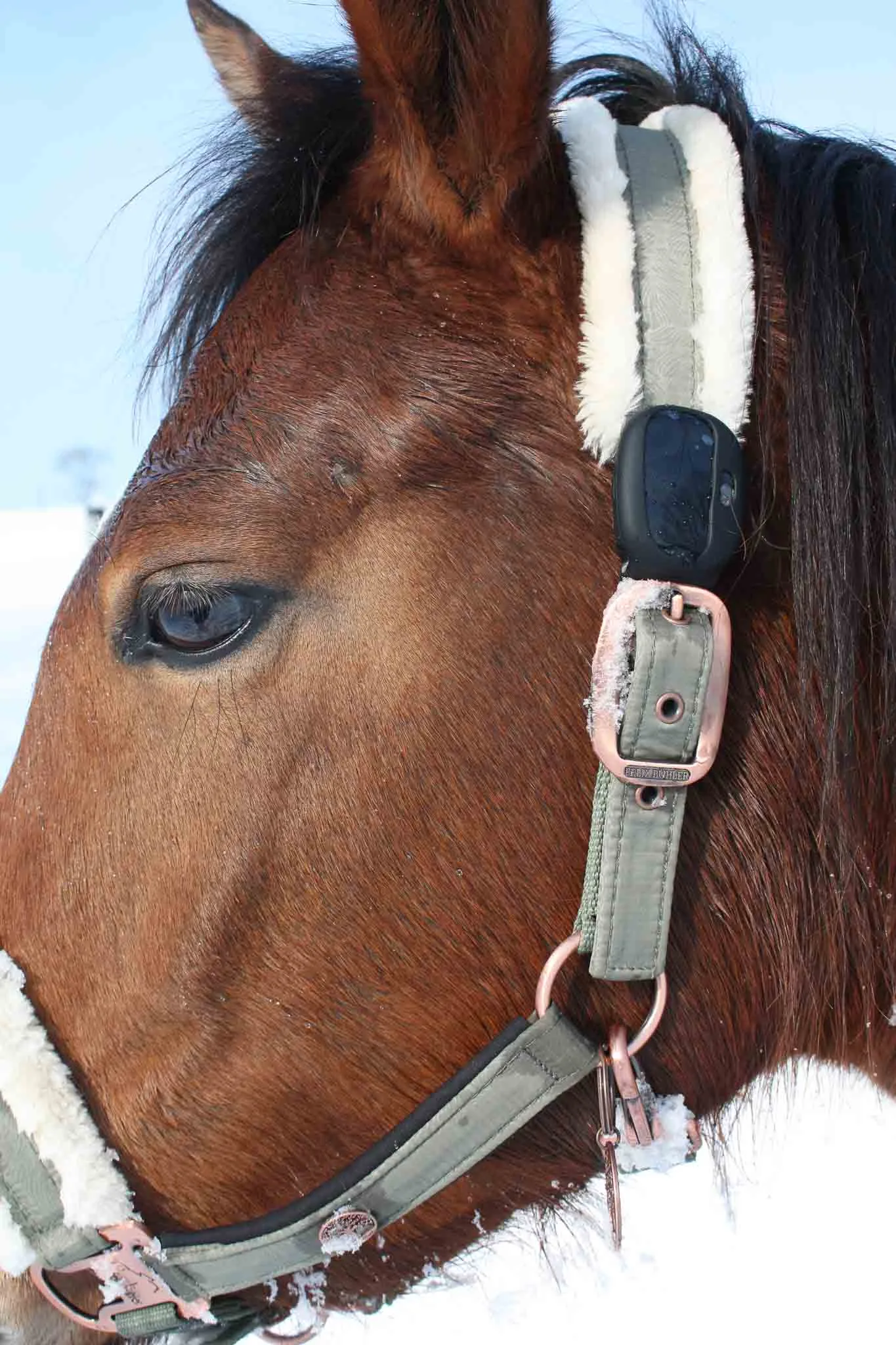 Localizador GPS jinetes