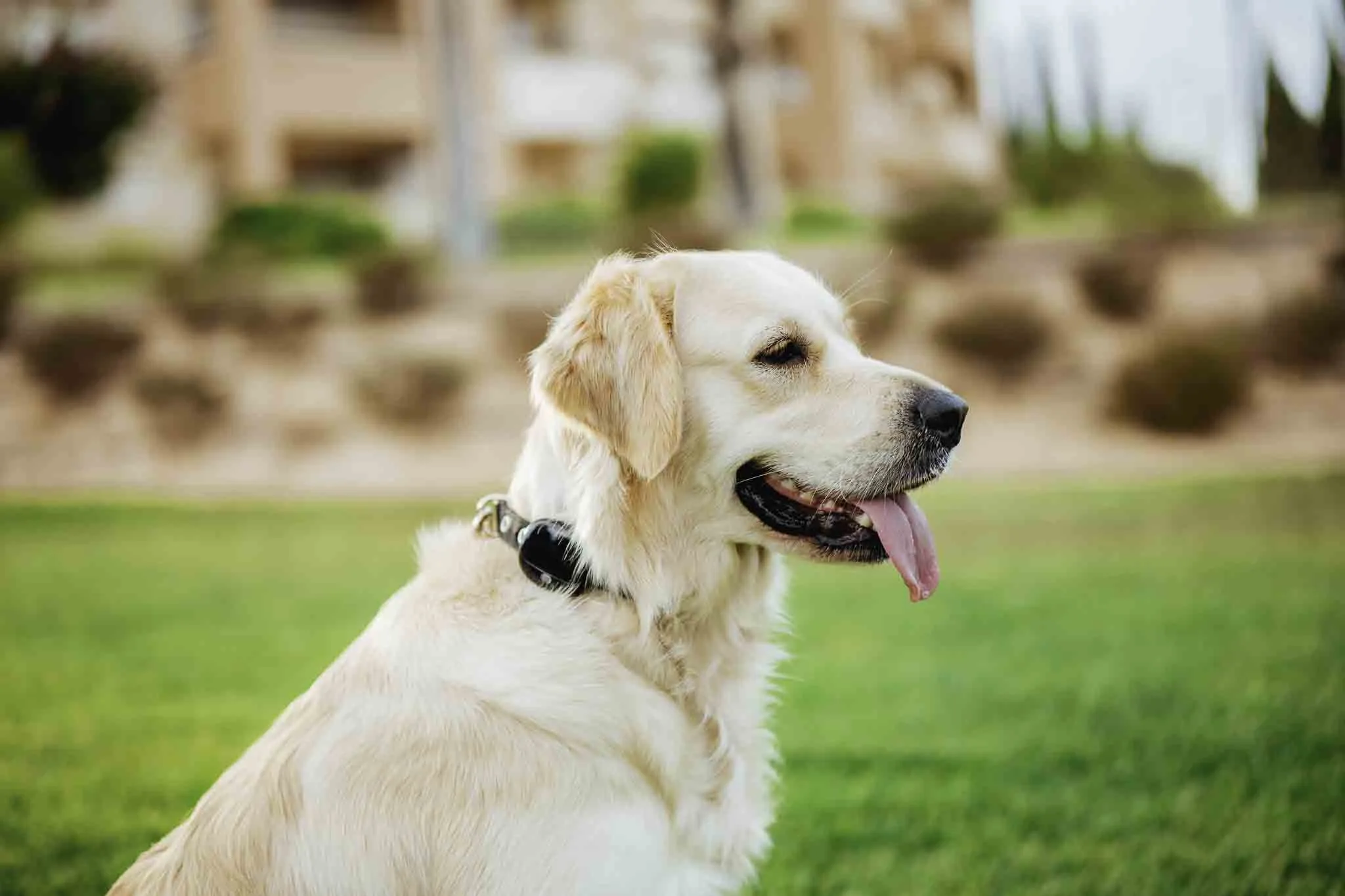 Golden con collar gps