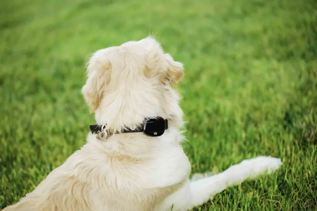 Golden con collar gps