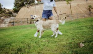 Golden con collar gps