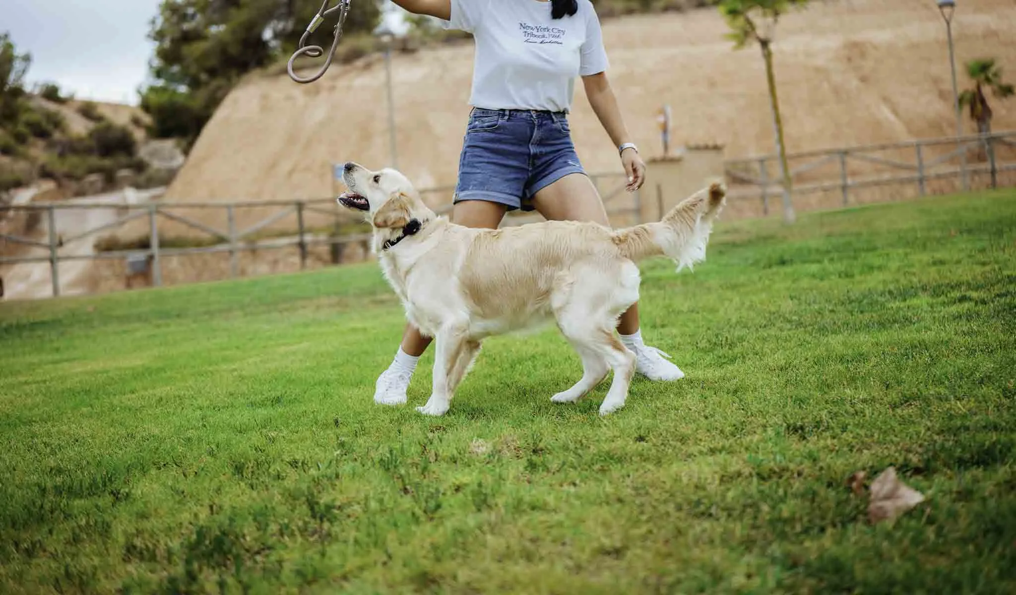 Golden con collar gps