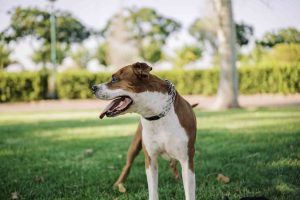Localizador de Perros