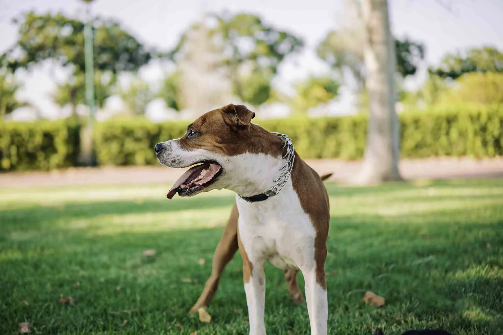 Localizador de Perros