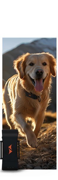 Localizador GPS para perros PAJ GPS Tracker
