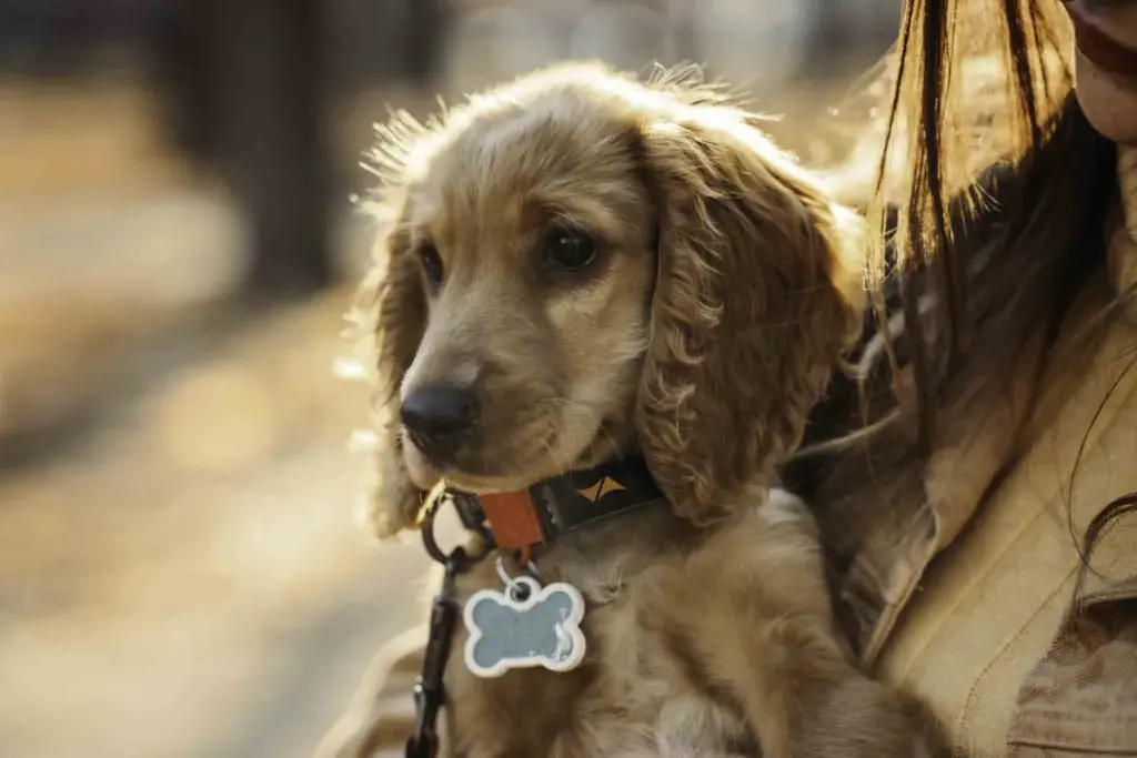 Rastreador GPS para animales: mascotas seguras