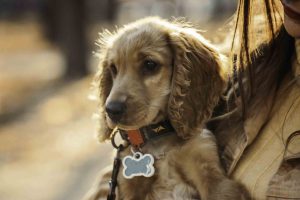 Rastreador GPS para animales: mascotas seguras