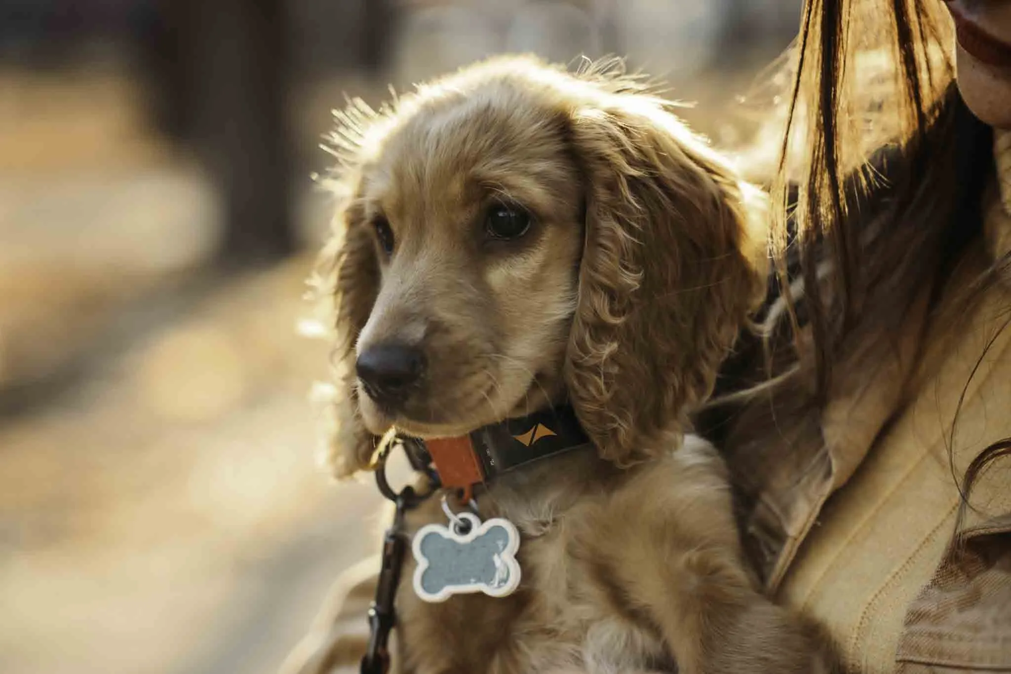 Rastreador GPS para animales: mascotas seguras