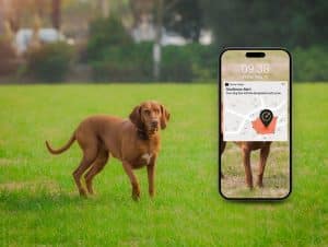 Jardín con perro en el que se ve un móvil con un localizador gps para mascotas