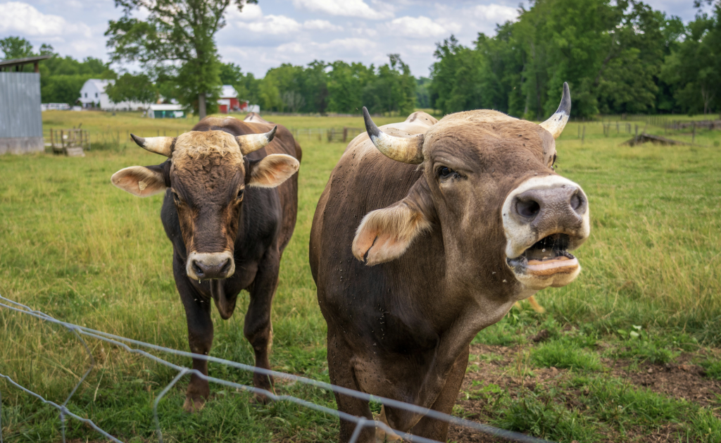 el GPS para ganado que necesitas
