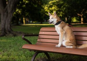 Localizador GPS o micro chip para perros?