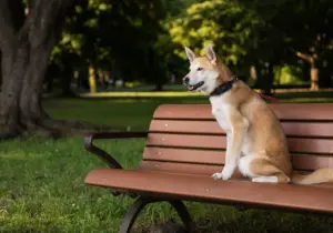 Localizador GPS o micro chip para perros?