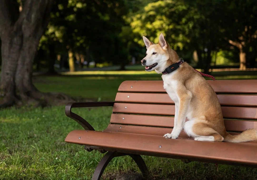 Localizador GPS o micro chip para perros?