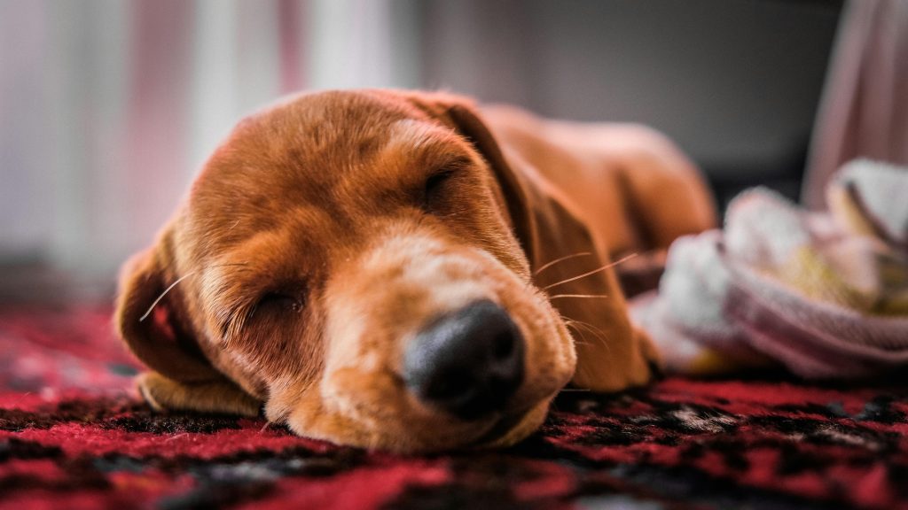 Imagen de un perro dormido para ilustrar el post sobre cuántas horas duerme un perro
