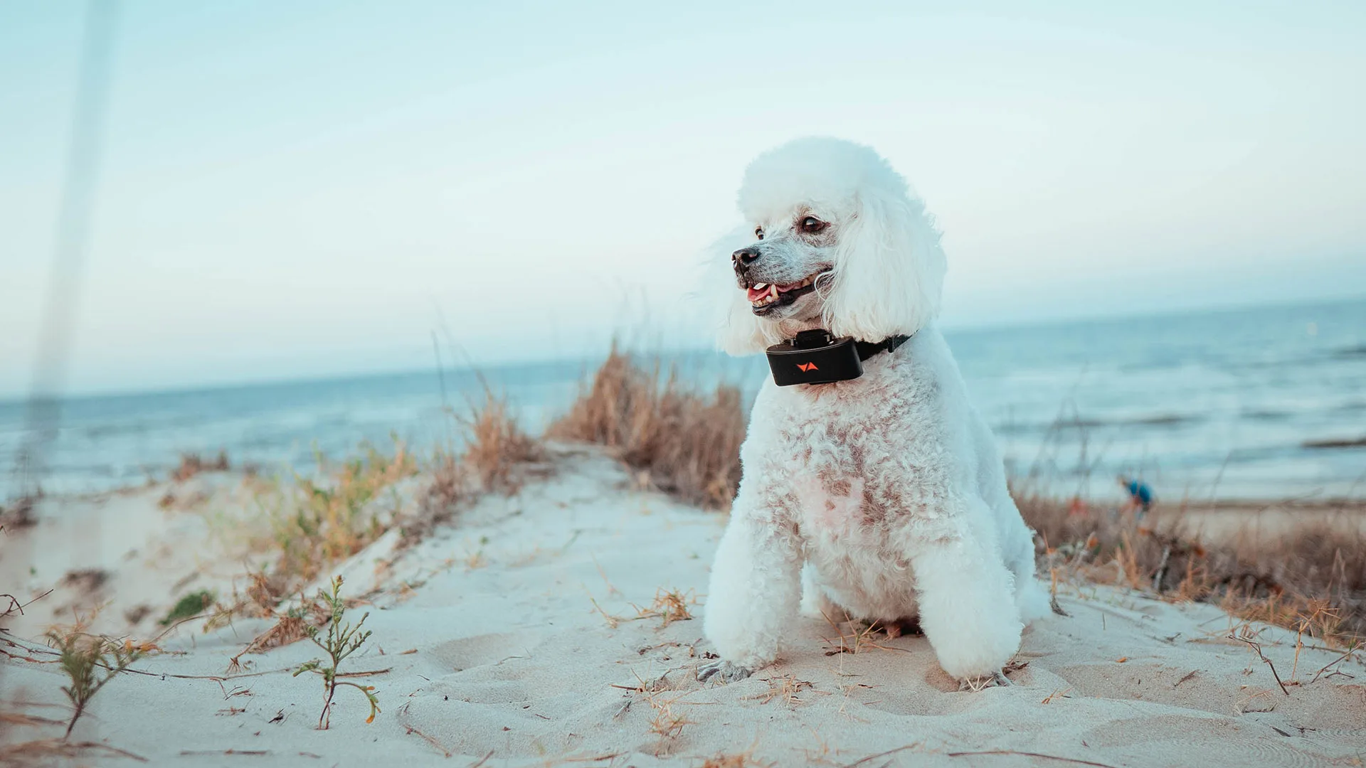 Localizador para perros sin suscripción