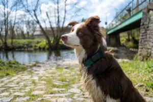localizador PET FINDER 4G MINI perro exterior