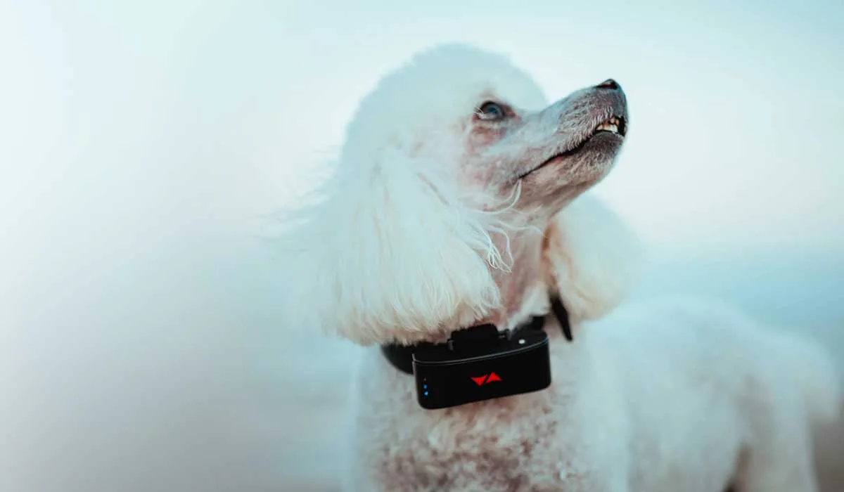 Localizador para perros Pet Finder