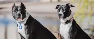 Perros con Airtag para perros o localizador GPS