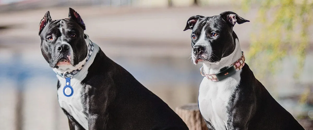 Perros con Airtag para perros o localizador GPS