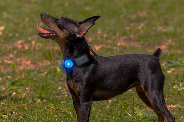 Nuevo minilocalizador PET Finder