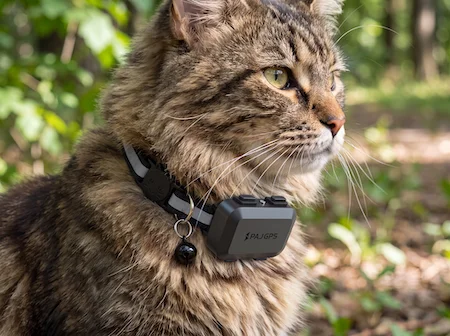 Un gato marrón sentado con el localizador GPS para gatos Pet Finder 4G Mini