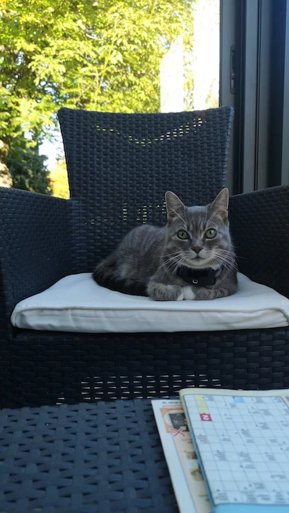 un gato sentado en una silla con el PAJ GPS Cat Tracker puesto